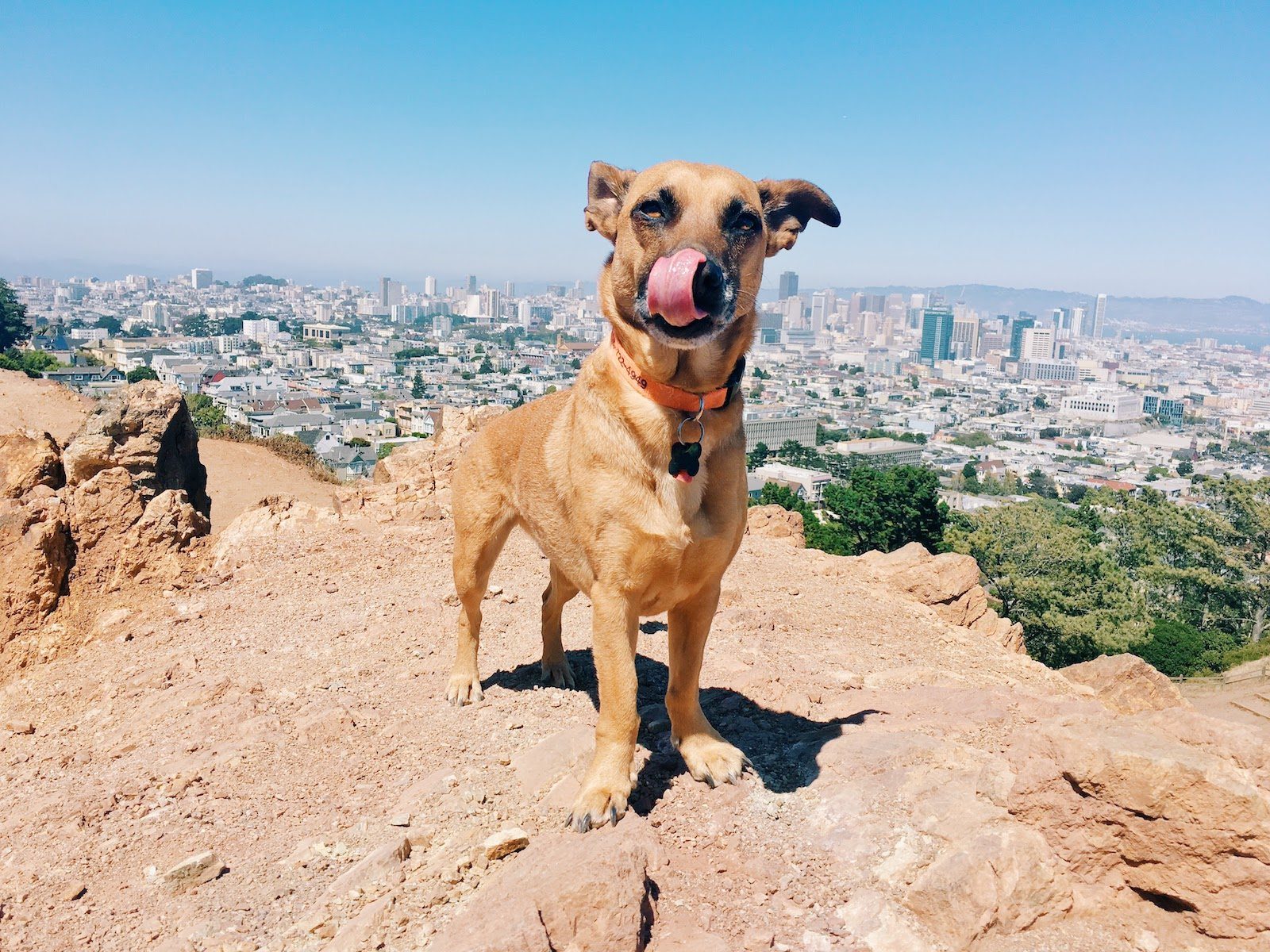 The Ultimate Guide to Living in San Francisco With a Dog 49 Miles